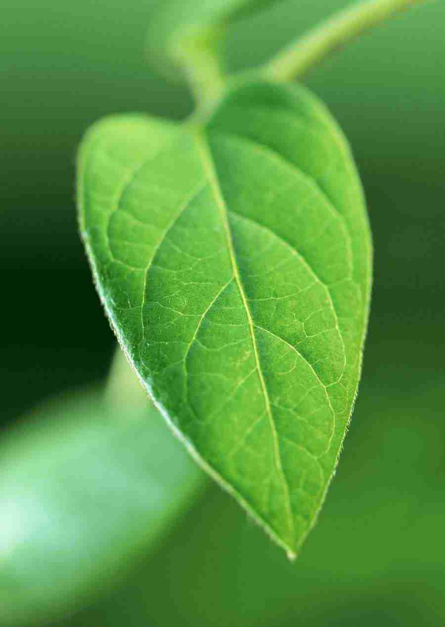 New Foliage - Datacraft Sozaijiten  ></a>
<script language=JavaScript> 
  var txt = 