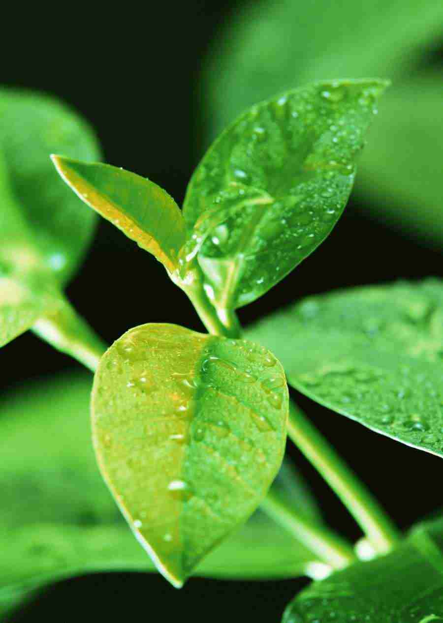 New Foliage - Datacraft Sozaijiten  ></a>
<script language=JavaScript> 
  var txt = 