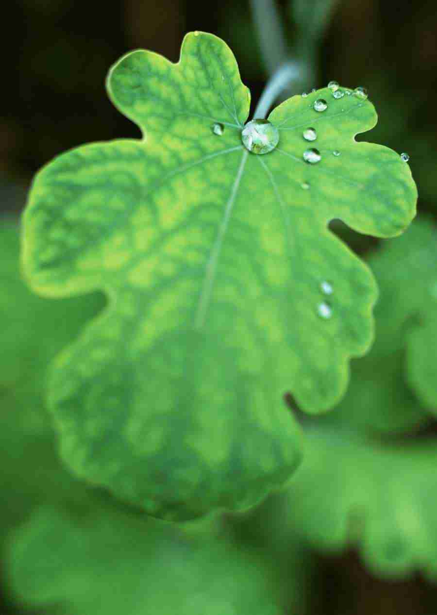 New Foliage - Datacraft Sozaijiten  ></a>
<script language=JavaScript> 
  var txt = 