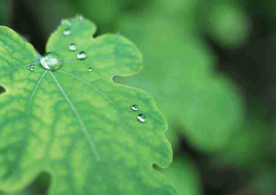 New Foliage - Datacraft Sozaijiten  ></a>
<script language=JavaScript> 
  var txt = 