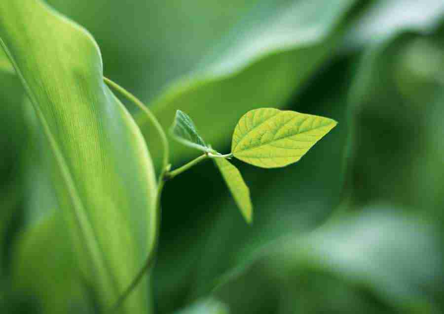 New Foliage - Datacraft Sozaijiten  ></a>
<script language=JavaScript> 
  var txt = 