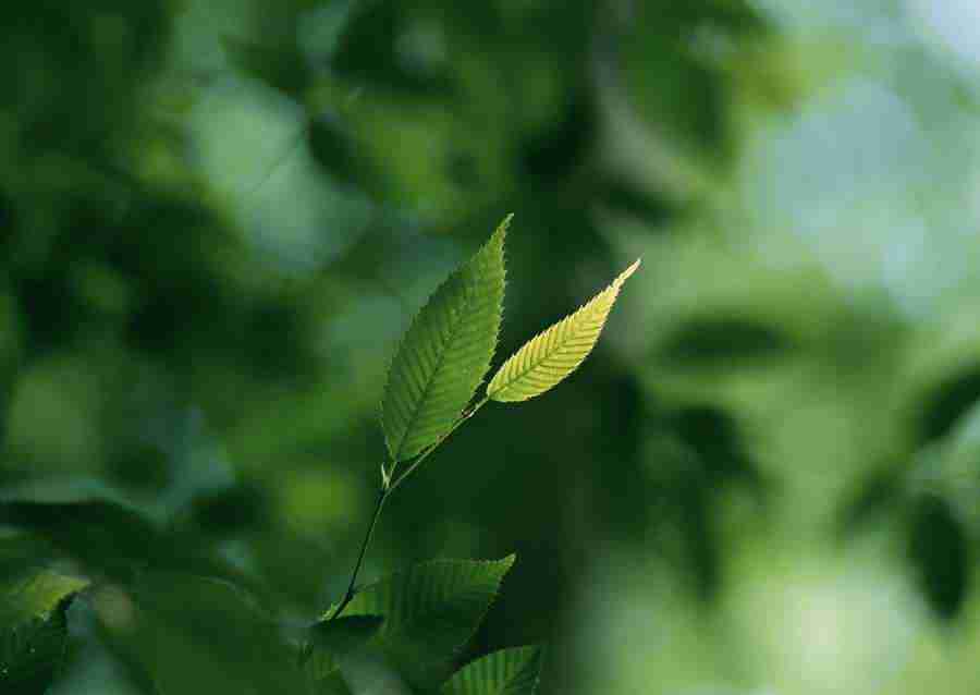 New Foliage - Datacraft Sozaijiten  ></a>
<script language=JavaScript> 
  var txt = 