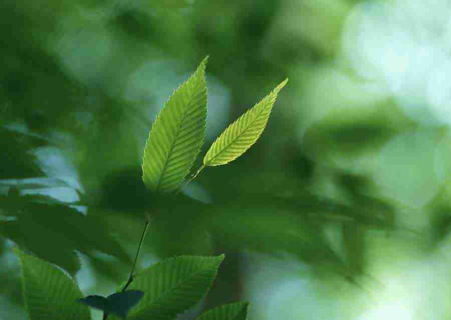 New Foliage - Datacraft Sozaijiten  ></a>
<script language=JavaScript> 
  var txt = 