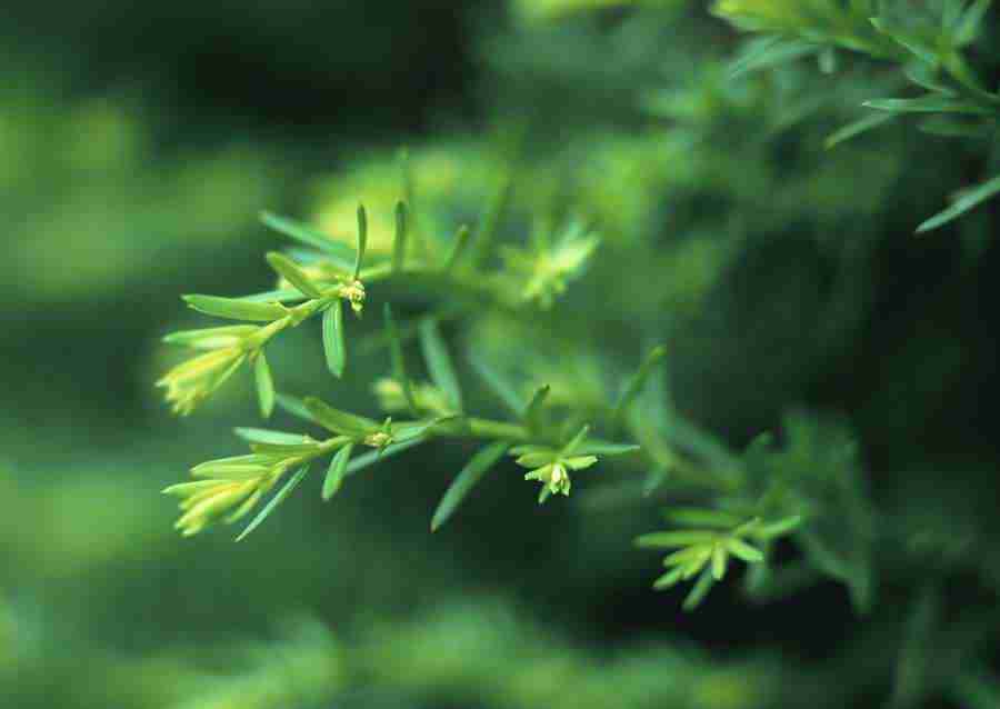 New Foliage - Datacraft Sozaijiten  ></a>
<script language=JavaScript> 
  var txt = 