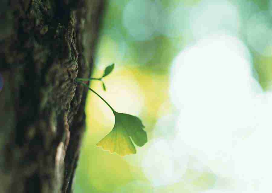 New Foliage - Datacraft Sozaijiten  ></a>
<script language=JavaScript> 
  var txt = 