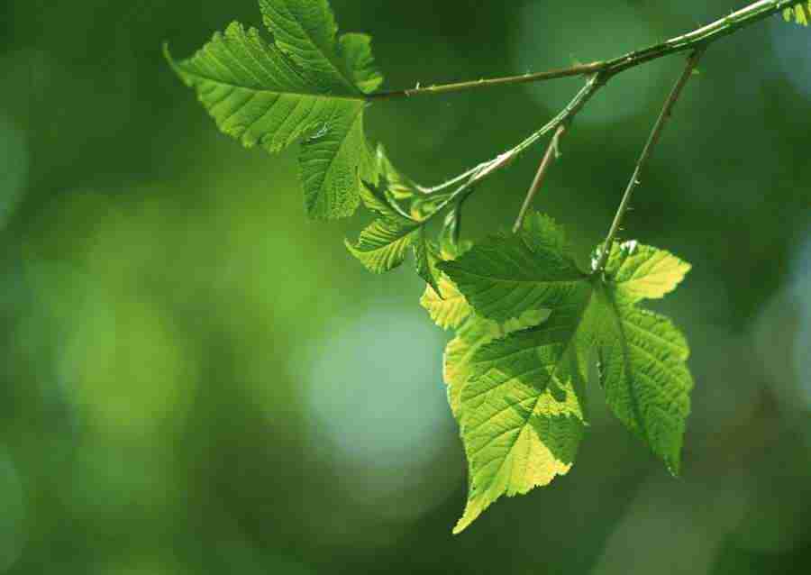 New Foliage - Datacraft Sozaijiten  ></a>
<script language=JavaScript> 
  var txt = 