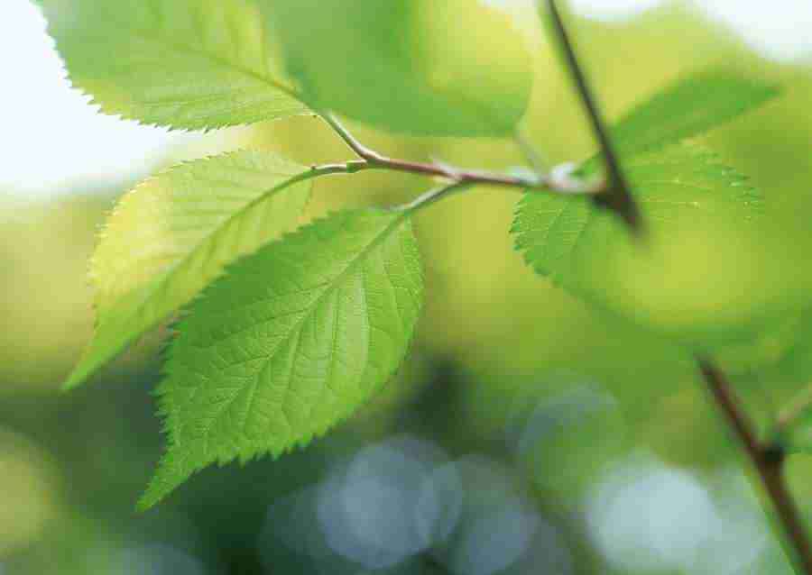 New Foliage - Datacraft Sozaijiten  ></a>
<script language=JavaScript> 
  var txt = 