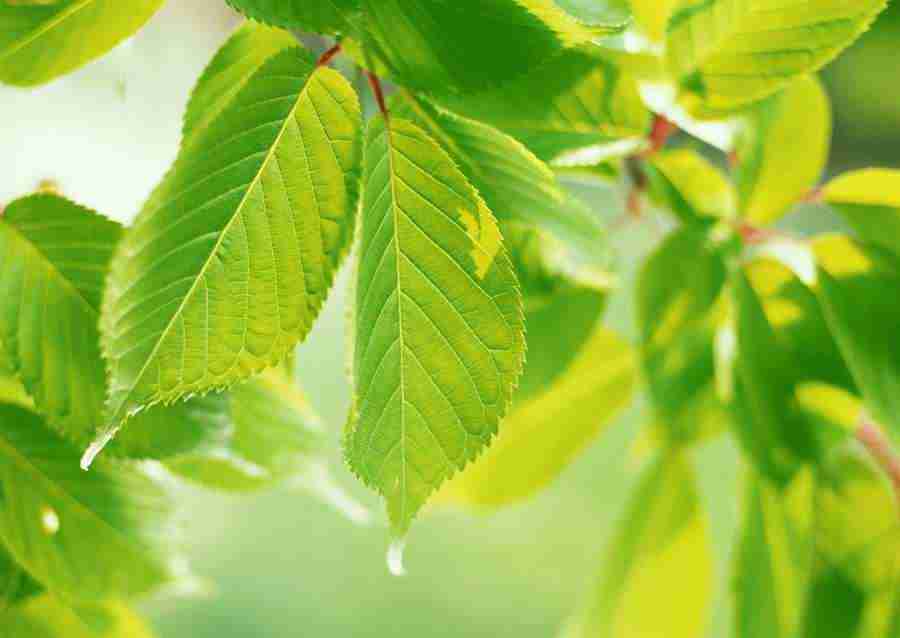 New Foliage - Datacraft Sozaijiten  ></a>
<script language=JavaScript> 
  var txt = 