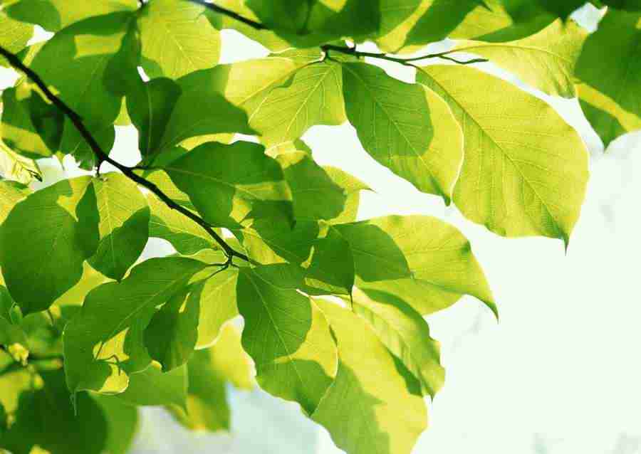 New Foliage - Datacraft Sozaijiten  ></a>
<script language=JavaScript> 
  var txt = 