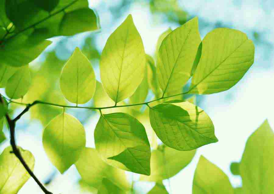 New Foliage - Datacraft Sozaijiten  ></a>
<script language=JavaScript> 
  var txt = 