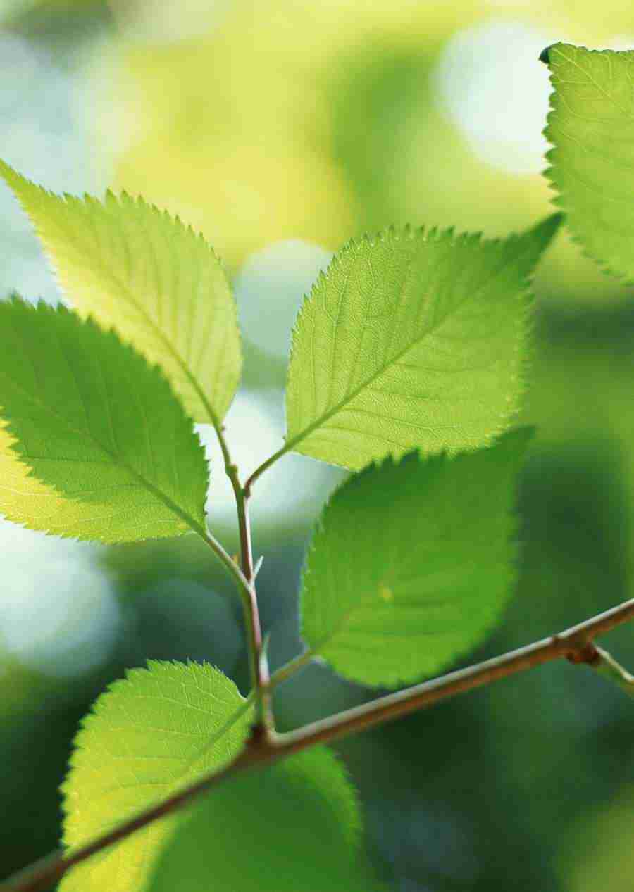 New Foliage - Datacraft Sozaijiten  ></a>
<script language=JavaScript> 
  var txt = 