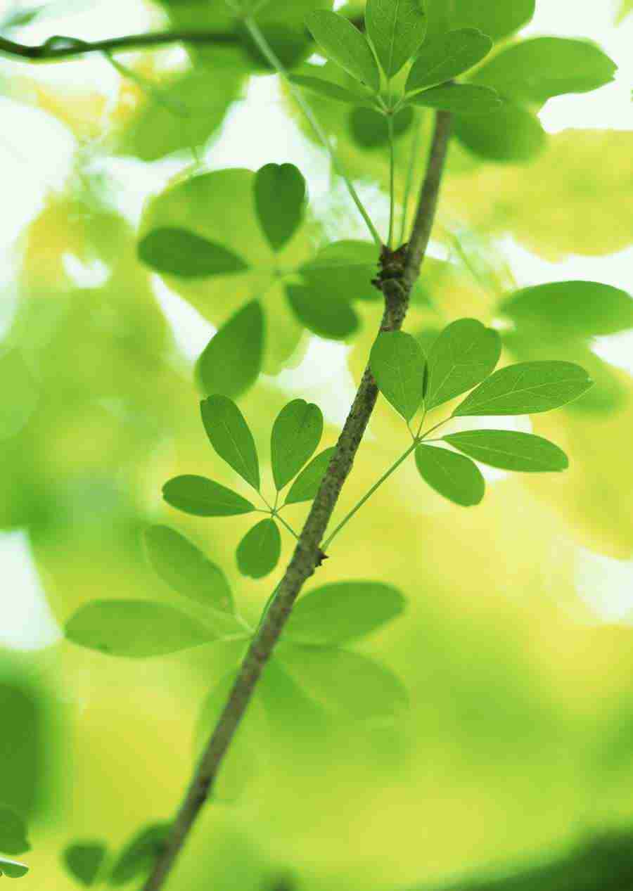 New Foliage - Datacraft Sozaijiten  ></a>
<script language=JavaScript> 
  var txt = 