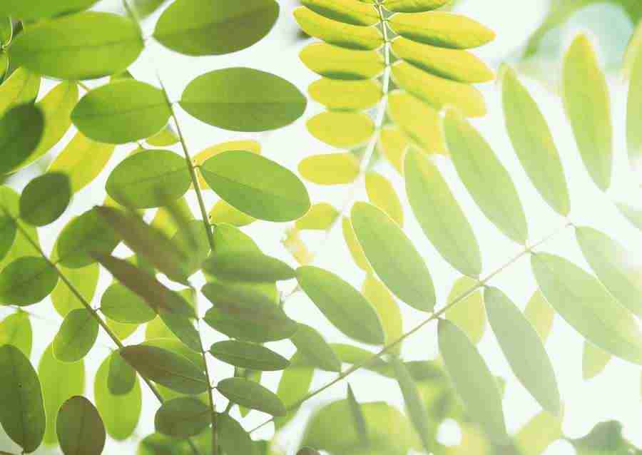 New Foliage - Datacraft Sozaijiten  ></a>
<script language=JavaScript> 
  var txt = 