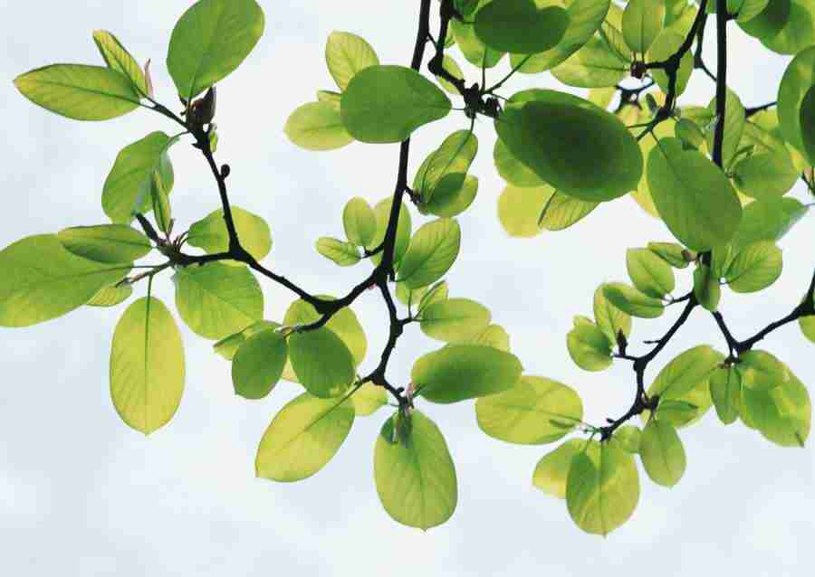 New Foliage - Datacraft Sozaijiten  ></a>
<script language=JavaScript> 
  var txt = 