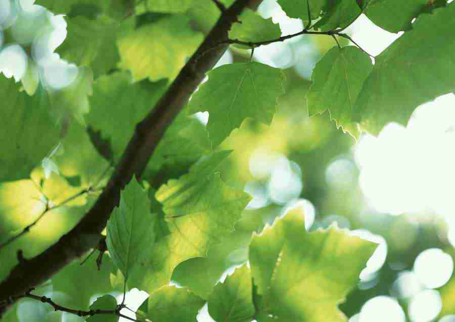 New Foliage - Datacraft Sozaijiten  ></a>
<script language=JavaScript> 
  var txt = 