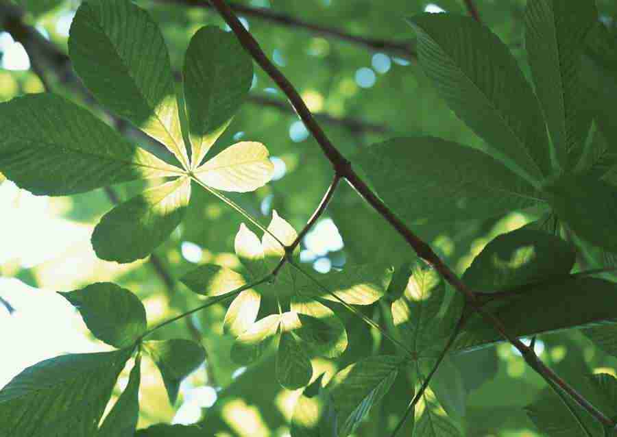 New Foliage - Datacraft Sozaijiten  ></a>
<script language=JavaScript> 
  var txt = 