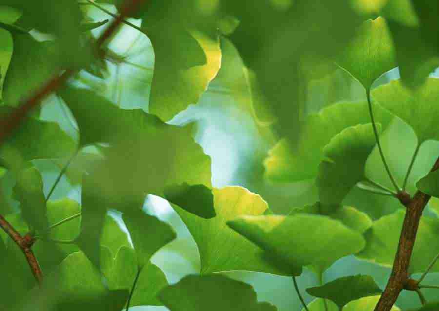 New Foliage - Datacraft Sozaijiten  ></a>
<script language=JavaScript> 
  var txt = 