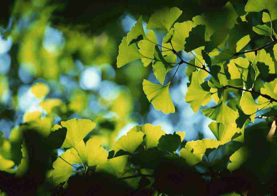 New Foliage - Datacraft Sozaijiten  ></a>
<script language=JavaScript> 
  var txt = 