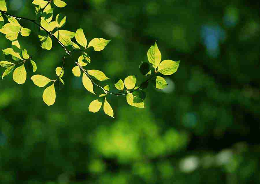 New Foliage - Datacraft Sozaijiten  ></a>
<script language=JavaScript> 
  var txt = 