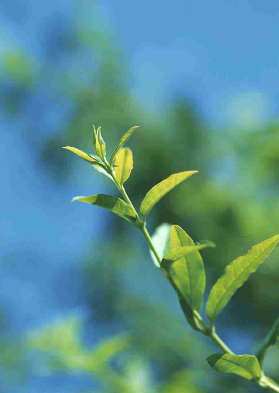 New Foliage - Datacraft Sozaijiten  ></a>
<script language=JavaScript> 
  var txt = 