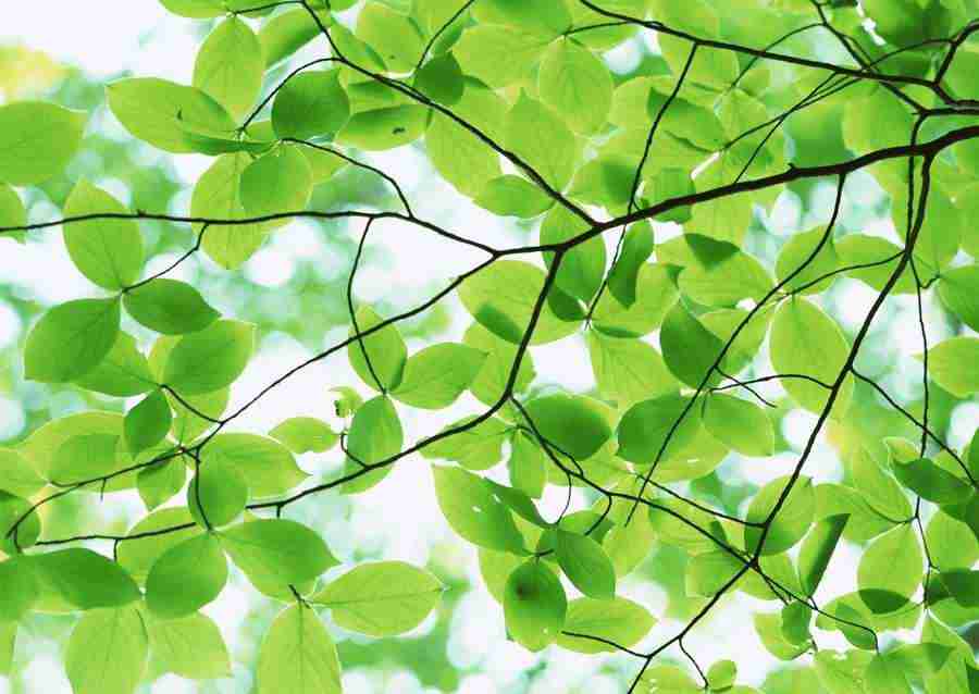 New Foliage - Datacraft Sozaijiten  ></a>
<script language=JavaScript> 
  var txt = 