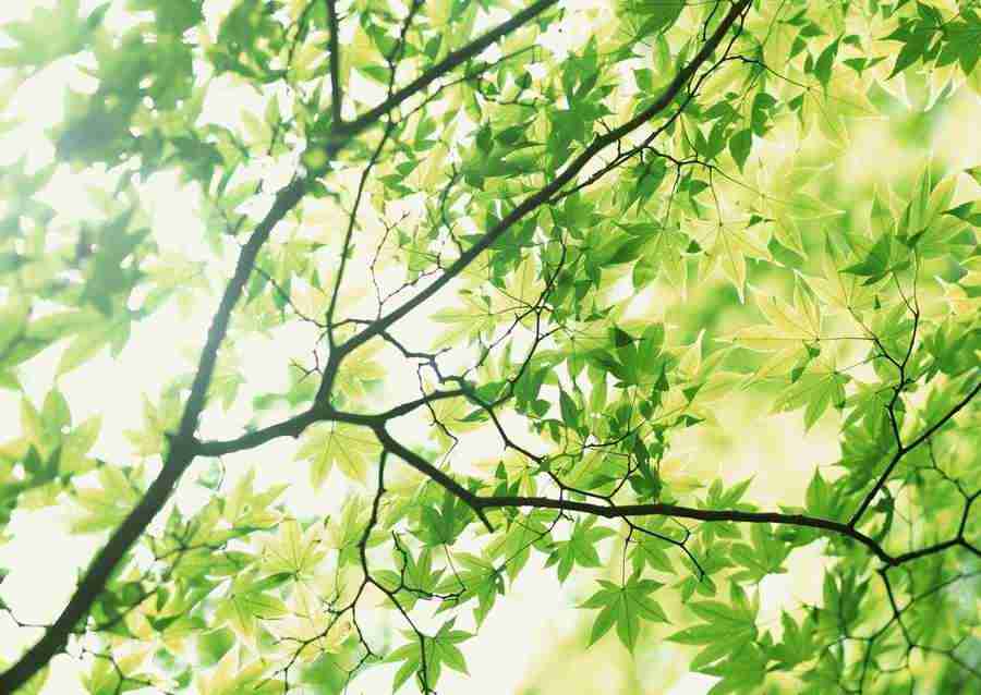 New Foliage - Datacraft Sozaijiten  ></a>
<script language=JavaScript> 
  var txt = 