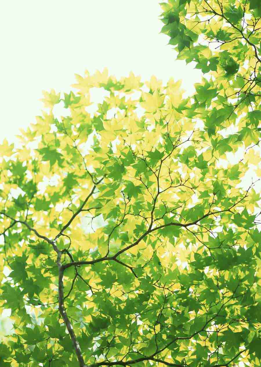 New Foliage - Datacraft Sozaijiten  ></a>
<script language=JavaScript> 
  var txt = 