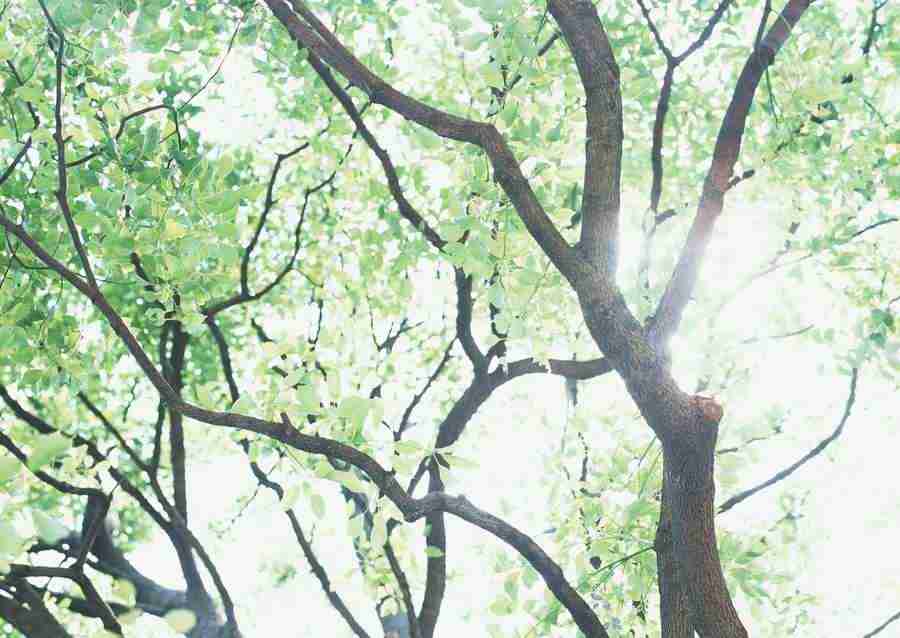 New Foliage - Datacraft Sozaijiten  ></a>
<script language=JavaScript> 
  var txt = 