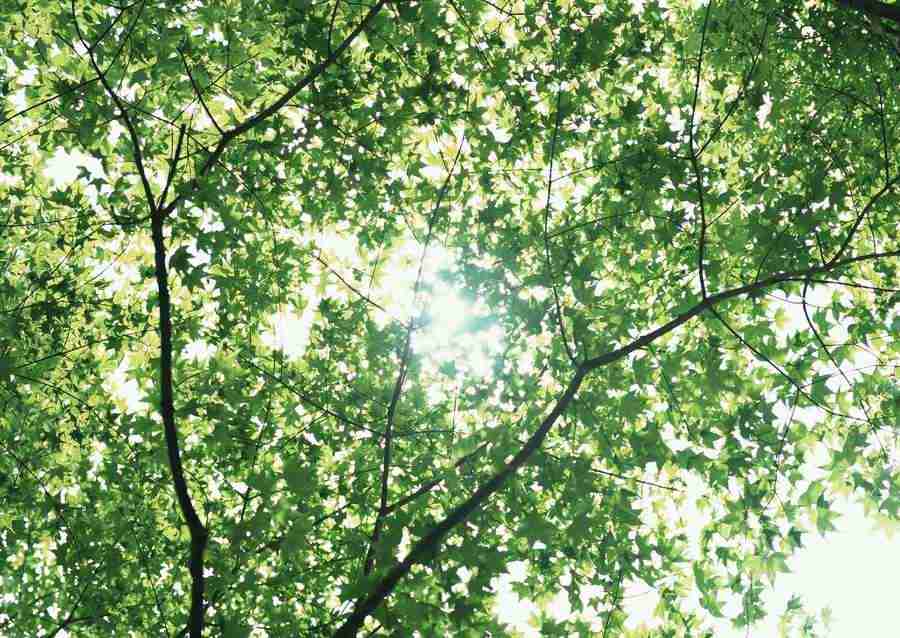 New Foliage - Datacraft Sozaijiten  ></a>
<script language=JavaScript> 
  var txt = 