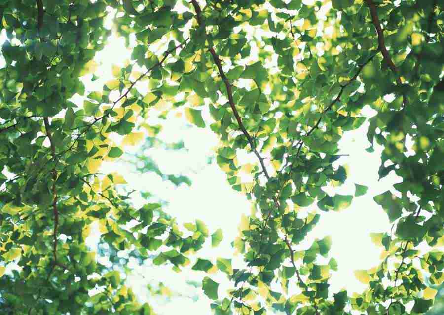 New Foliage - Datacraft Sozaijiten  ></a>
<script language=JavaScript> 
  var txt = 