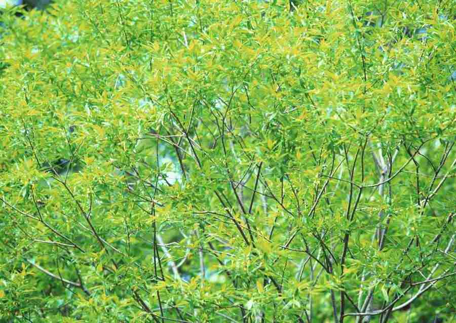 New Foliage - Datacraft Sozaijiten  ></a>
<script language=JavaScript> 
  var txt = 