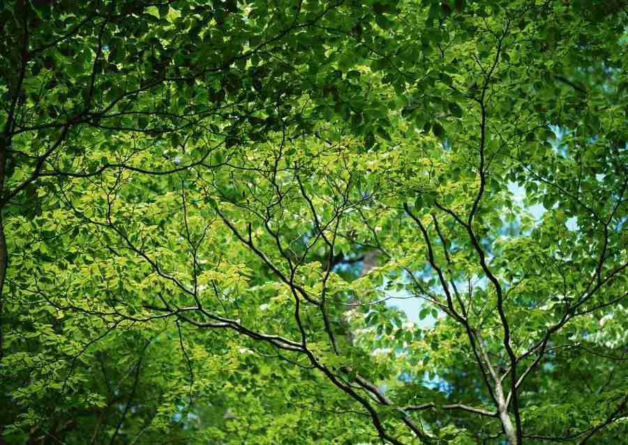 New Foliage - Datacraft Sozaijiten  ></a>
<script language=JavaScript> 
  var txt = 