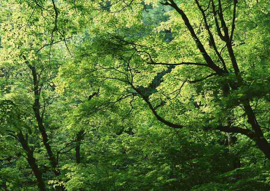 New Foliage - Datacraft Sozaijiten  ></a>
<script language=JavaScript> 
  var txt = 