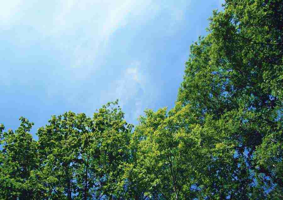 New Foliage - Datacraft Sozaijiten  ></a>
<script language=JavaScript> 
  var txt = 