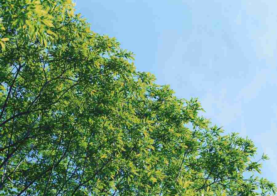 New Foliage - Datacraft Sozaijiten  ></a>
<script language=JavaScript> 
  var txt = 