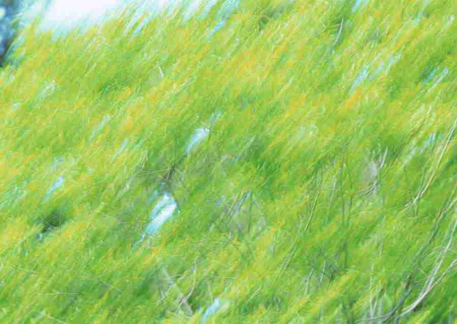 New Foliage - Datacraft Sozaijiten  ></a>
<script language=JavaScript> 
  var txt = 