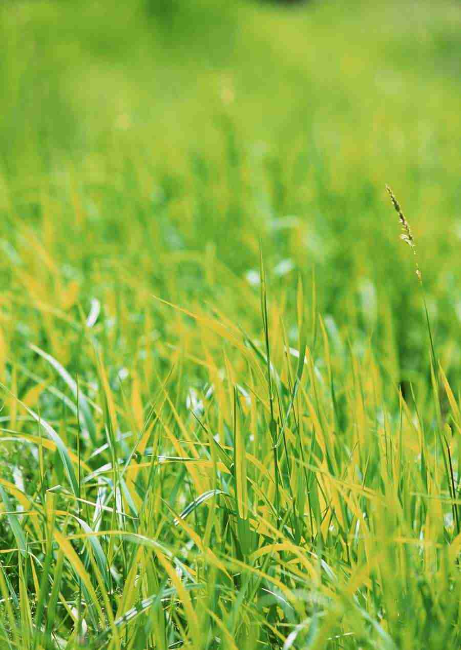 New Foliage - Datacraft Sozaijiten  ></a>
<script language=JavaScript> 
  var txt = 