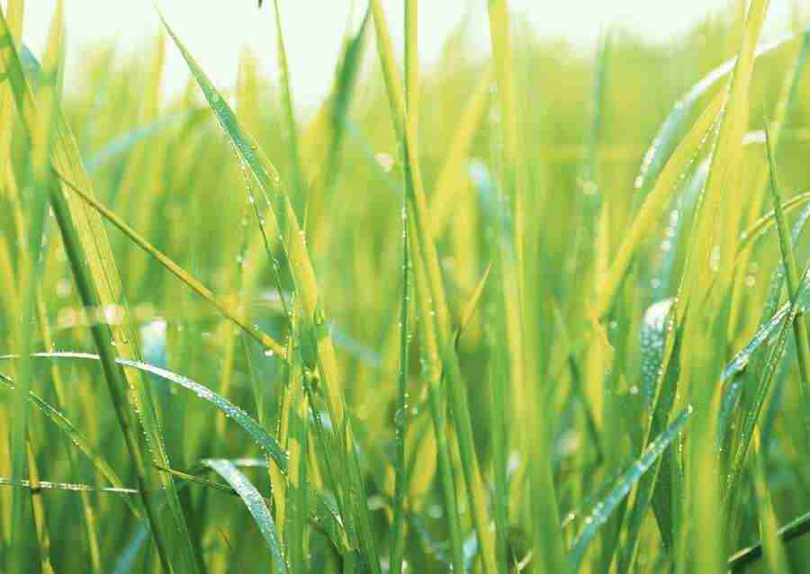 New Foliage - Datacraft Sozaijiten  ></a>
<script language=JavaScript> 
  var txt = 