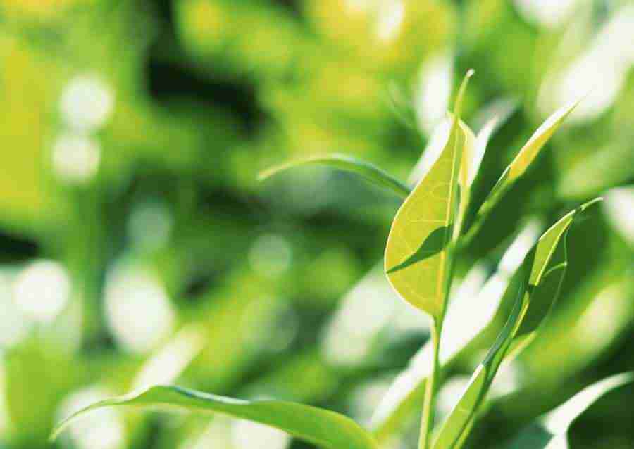 New Foliage - Datacraft Sozaijiten  ></a>
<script language=JavaScript> 
  var txt = 