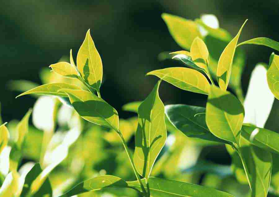 New Foliage - Datacraft Sozaijiten  ></a>
<script language=JavaScript> 
  var txt = 