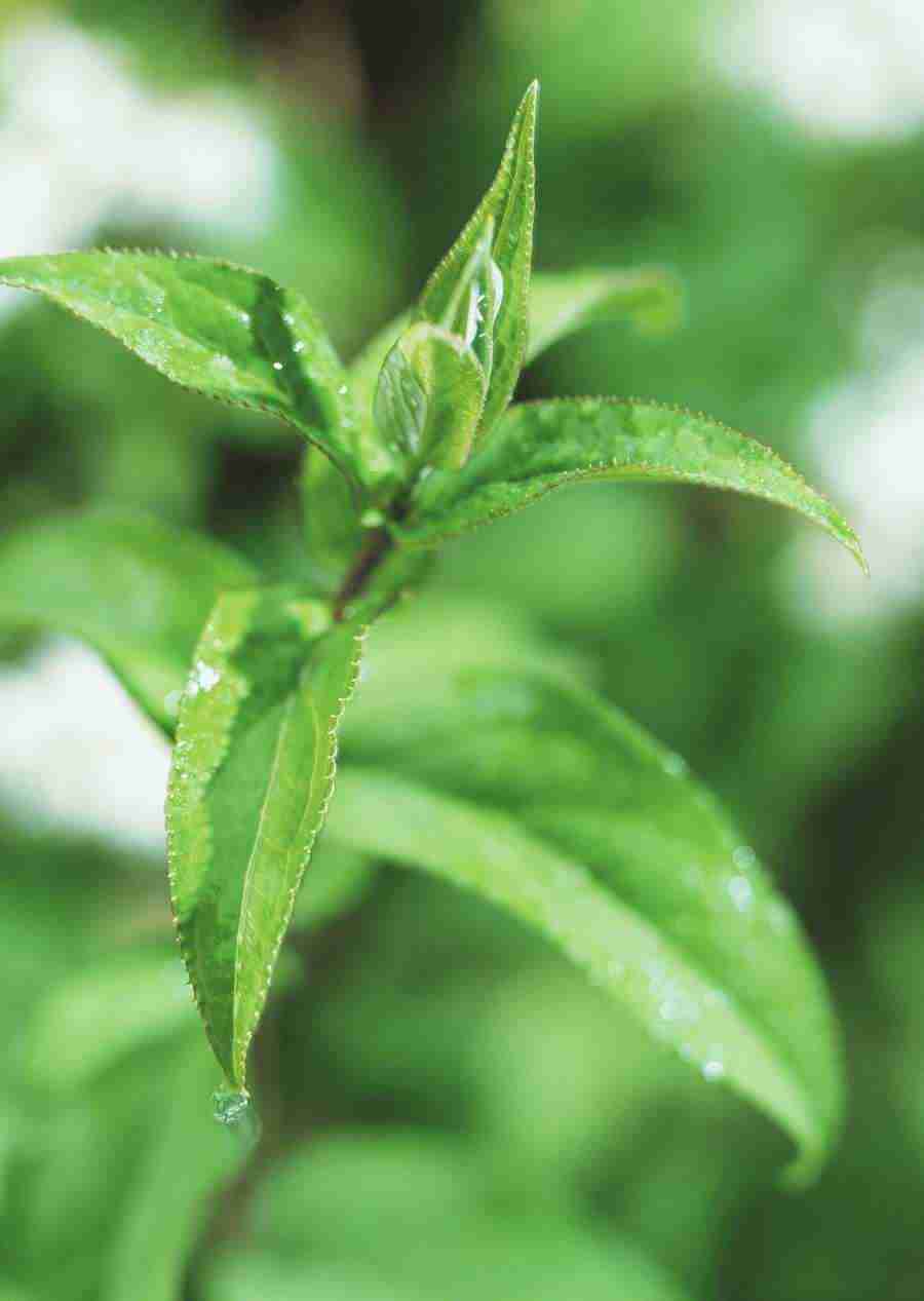 New Foliage - Datacraft Sozaijiten  ></a>
<script language=JavaScript> 
  var txt = 