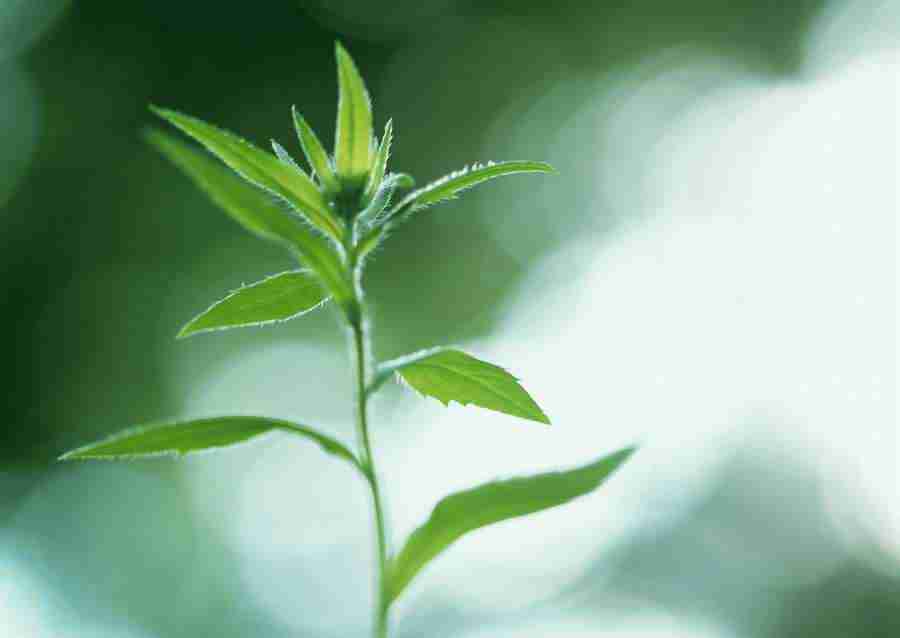 New Foliage - Datacraft Sozaijiten  ></a>
<script language=JavaScript> 
  var txt = 