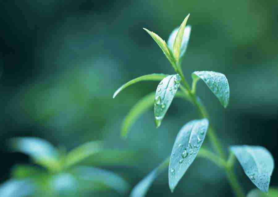 New Foliage - Datacraft Sozaijiten  ></a>
<script language=JavaScript> 
  var txt = 