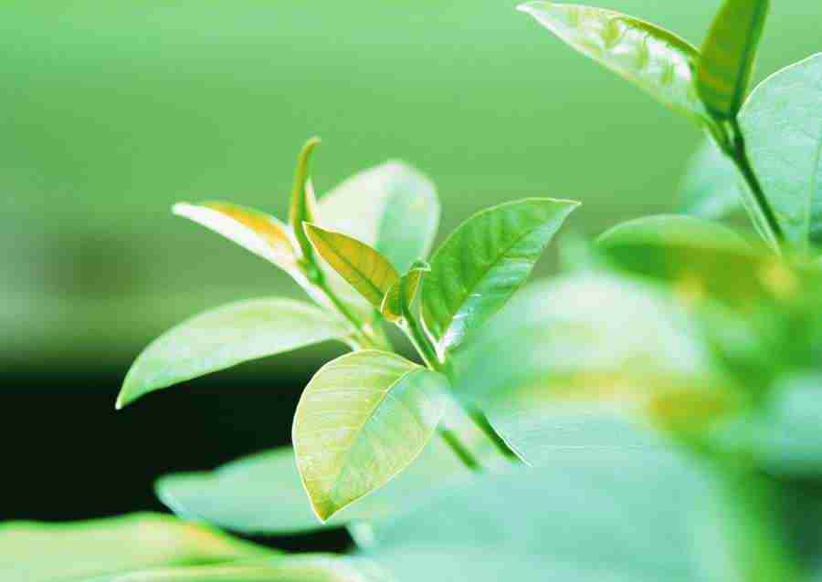 New Foliage - Datacraft Sozaijiten  ></a>
<script language=JavaScript> 
  var txt = 