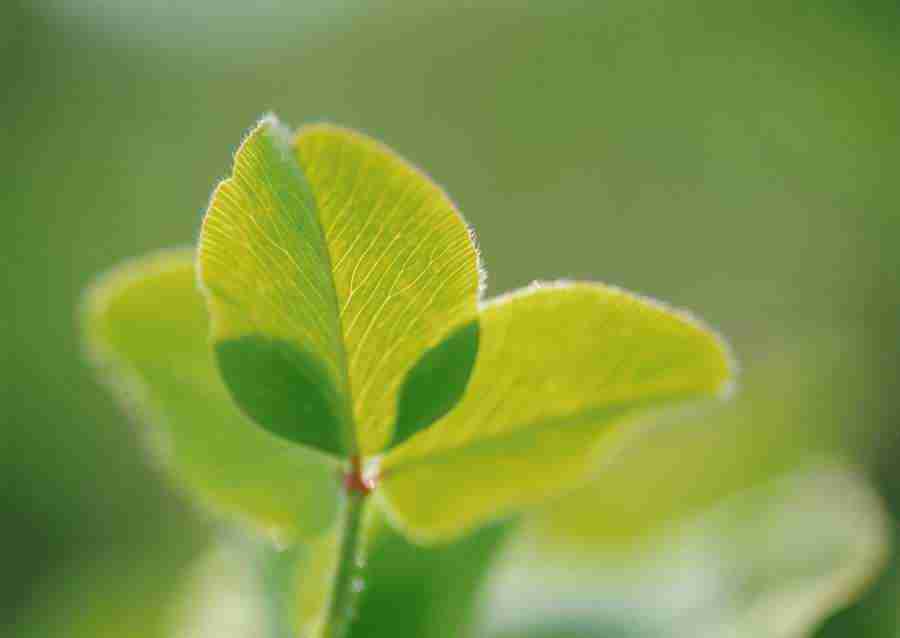 New Foliage - Datacraft Sozaijiten  ></a>
<script language=JavaScript> 
  var txt = 