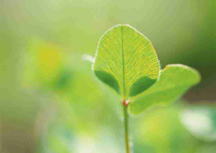 New Foliage - Datacraft Sozaijiten  ></a>
<script language=JavaScript> 
  var txt = 