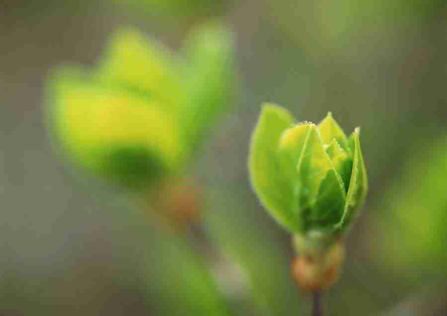 New Foliage - Datacraft Sozaijiten  ></a>
<script language=JavaScript> 
  var txt = 