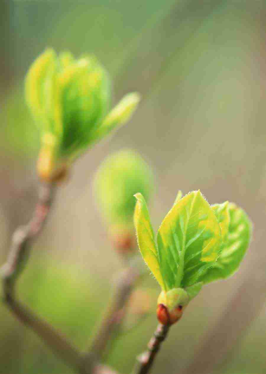 New Foliage - Datacraft Sozaijiten  ></a>
<script language=JavaScript> 
  var txt = 