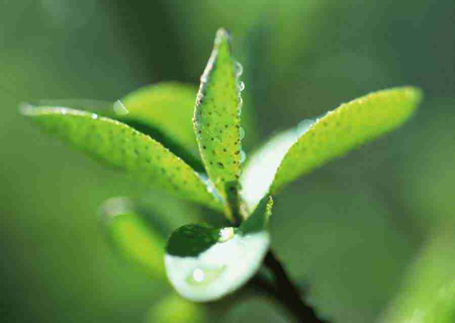 New Foliage - Datacraft Sozaijiten  ></a>
<script language=JavaScript> 
  var txt = 