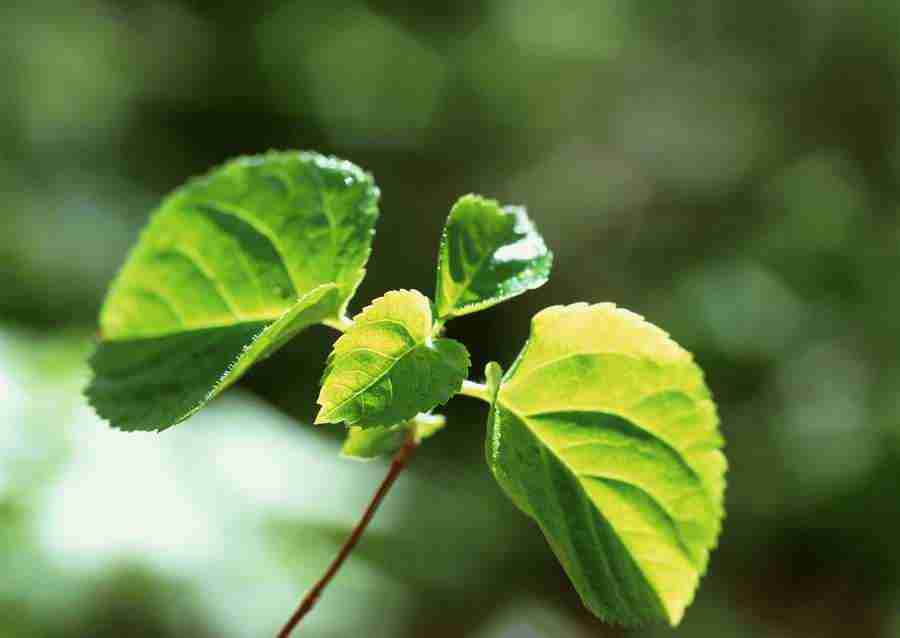 New Foliage - Datacraft Sozaijiten  ></a>
<script language=JavaScript> 
  var txt = 